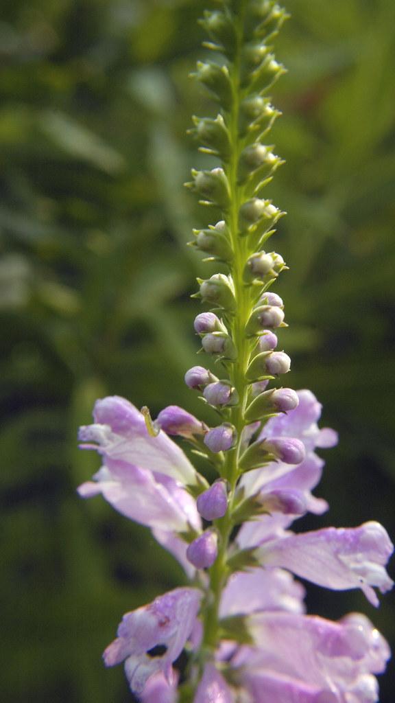 Lavender-white flower with buds, lime sepals and stems.