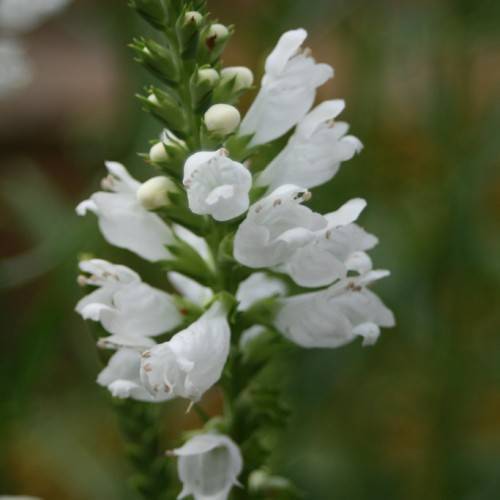 cluster of small, white, tubular flowers with green stems, white buds, and green sepals