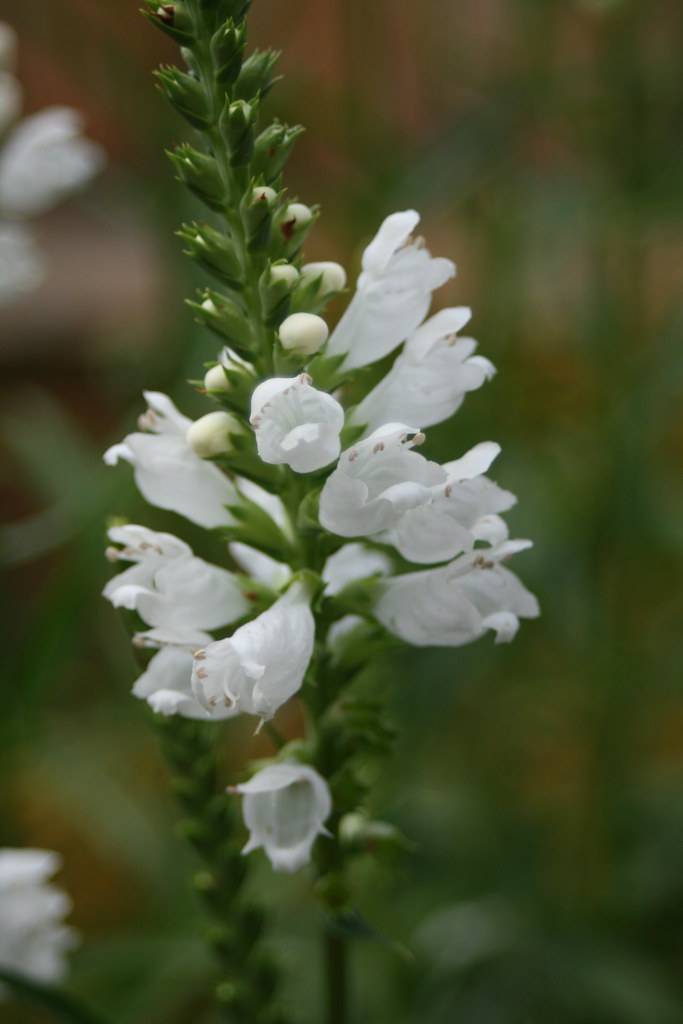 cluster of small, white, tubular flowers with green stems, white buds, and green sepals