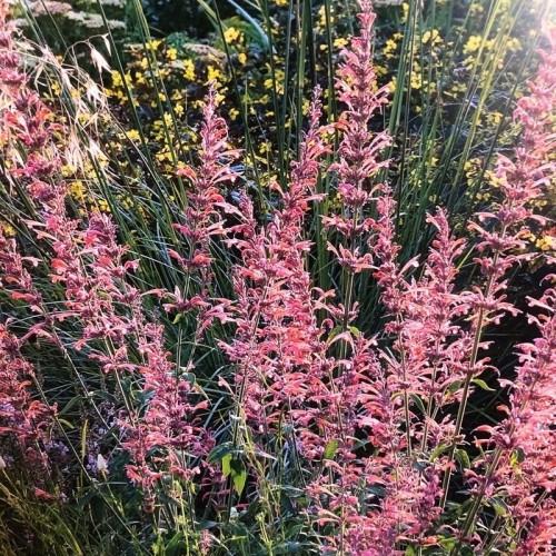 pink flowers with green leaves and stems