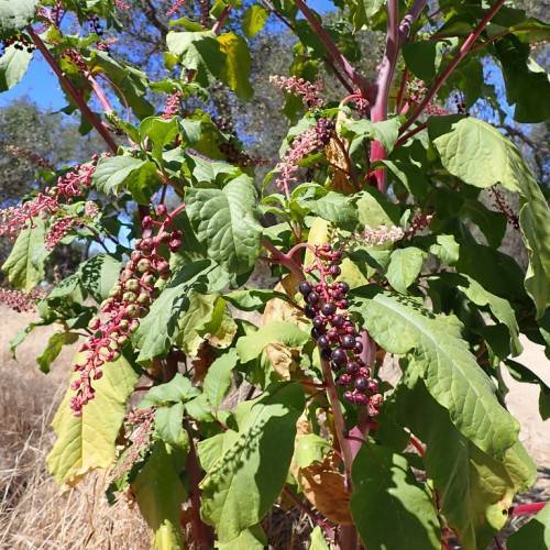 large, yellow-green, ovate leaves with clusters of red-black berries, and red stems