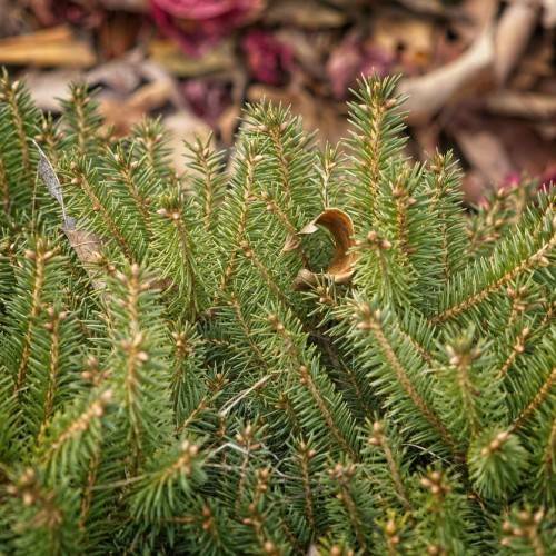 compact, upright, brown stems with small, green, needle-like leaves