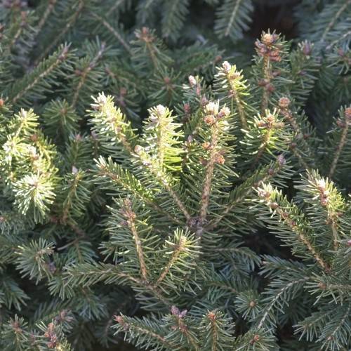 compact, upright, brown stems with small, silver-green, needle-like leaves