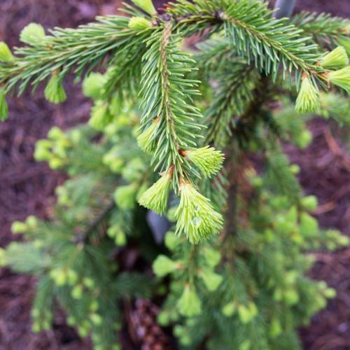compact, upright, brown stems with small, green, needle-like leaves, and yellow-green, dence flowers