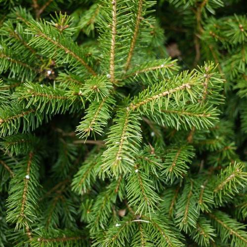 compact, upright, brown stems with small, green, glossy, needle-like leaves