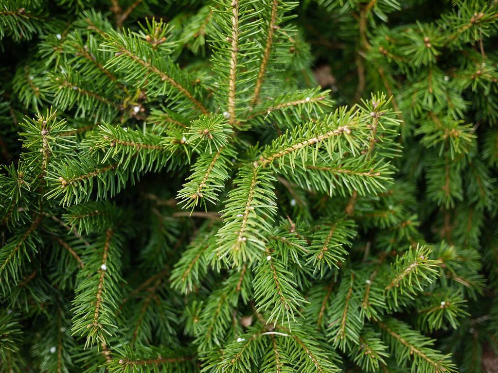 compact, upright, brown stems with small, green, glossy, needle-like leaves