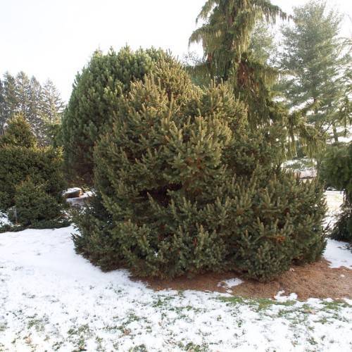 round, compact tree with short, dark-green, needle-like leaves