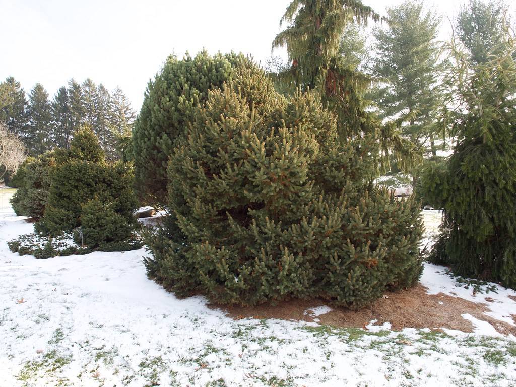 round, compact tree with short, dark-green, needle-like leaves