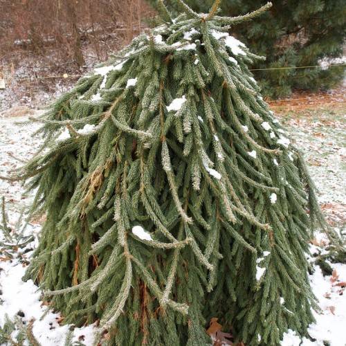 weeping, cascading-shape tree with short, dark-green, needle-like leaves, and brown stems