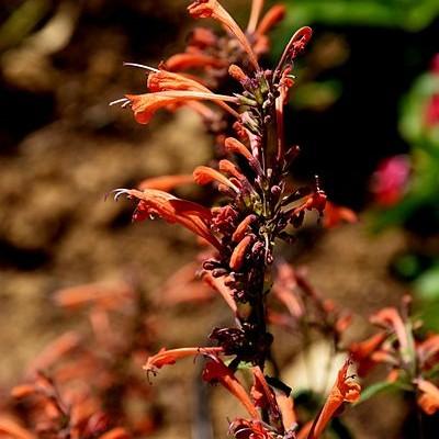 orange flowers with purple foliage and green-purple stem