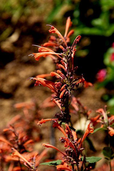 orange flowers with purple foliage and green-purple stem