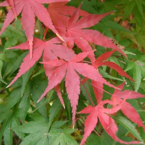 red-green leaves with pink petioles