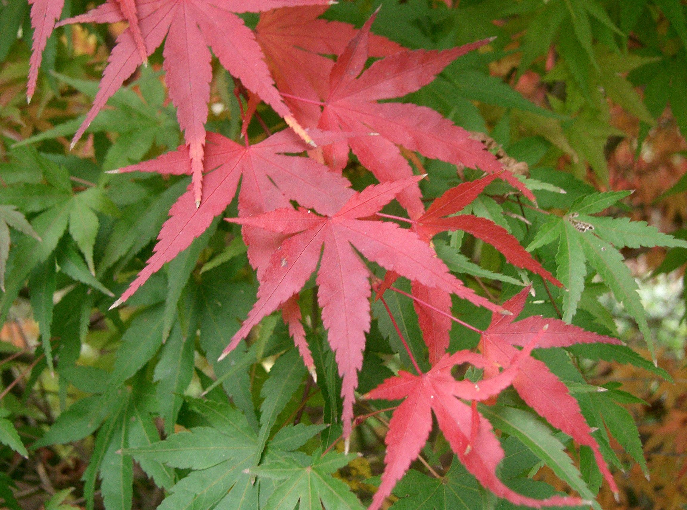 red-green leaves with pink petioles