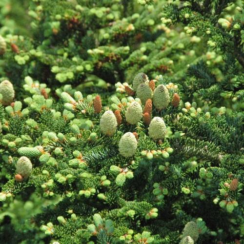 A tree filled with dark-green leaves and light-green cones.