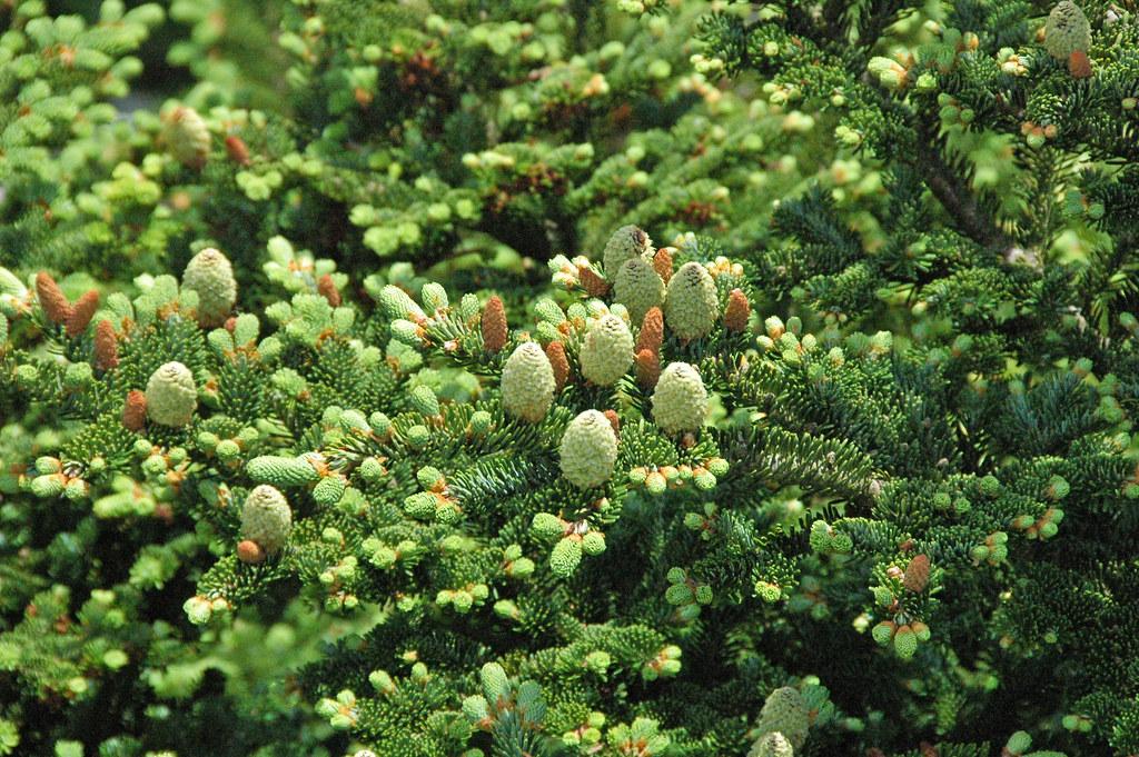 A tree filled with dark-green leaves and light-green cones.