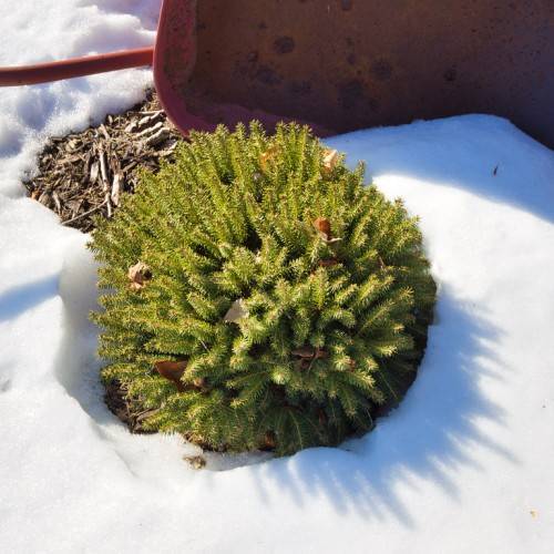 round, yellow-green, compact foliage