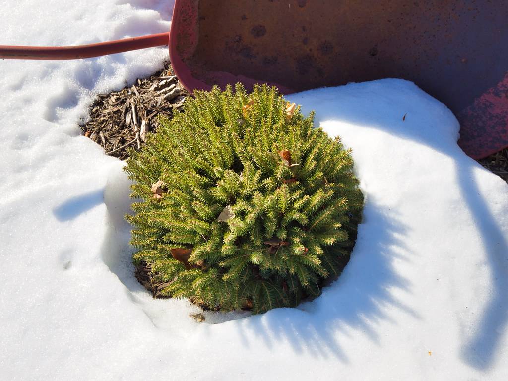  round, yellow-green, compact foliage