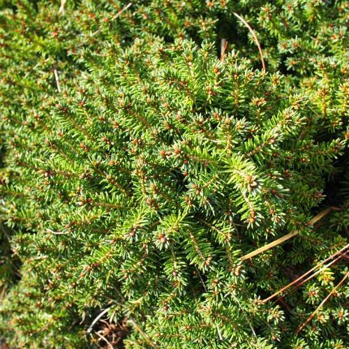 brown, upright stems with shiny, green, short, needle-like leaves