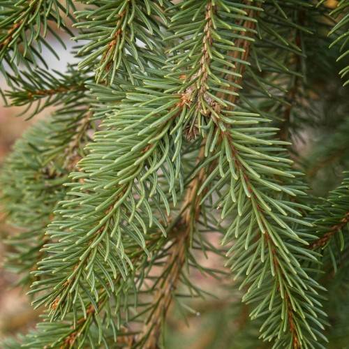 brown, rough stems with short, smooth, green, needle-like leaves