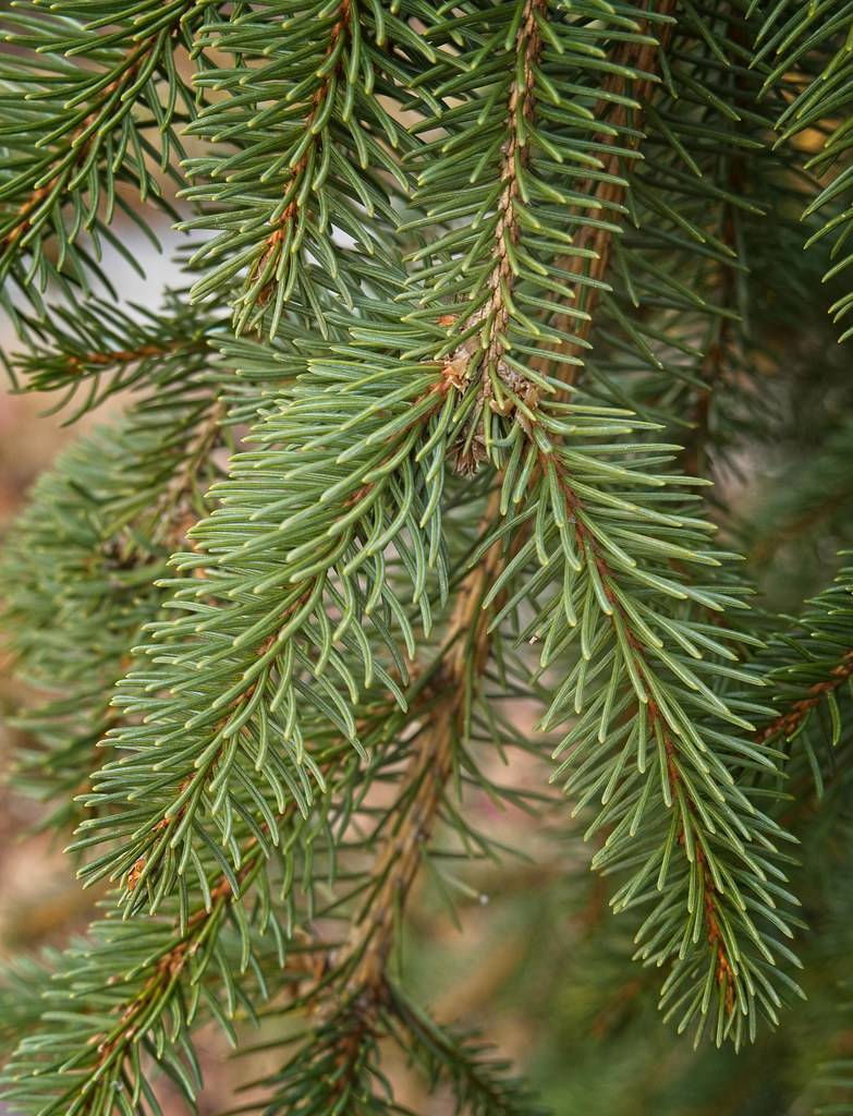 brown, rough stems with short, smooth, green, needle-like leaves