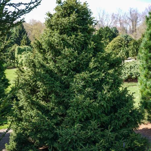 Upright, conical-shape tree with dark-green foliage