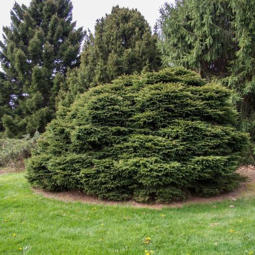 compact, round-shape, small tree with dark-green foliage