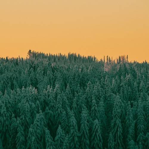 dark-green foliage