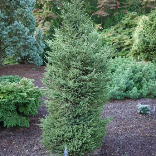 Dense, pyramidal shape tree with deep-green foliage