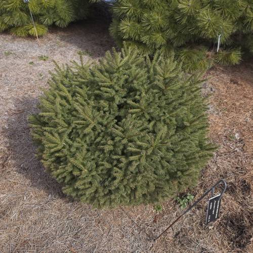 Low-growing, compact, round, dark-green shrub