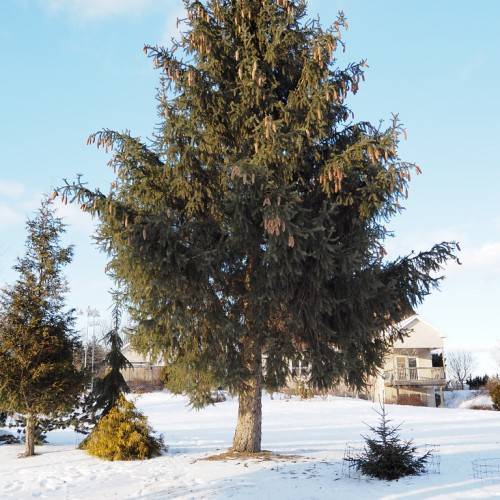  Dense, conical-shaped tree with gray-brown trunk, and dark-green leaves