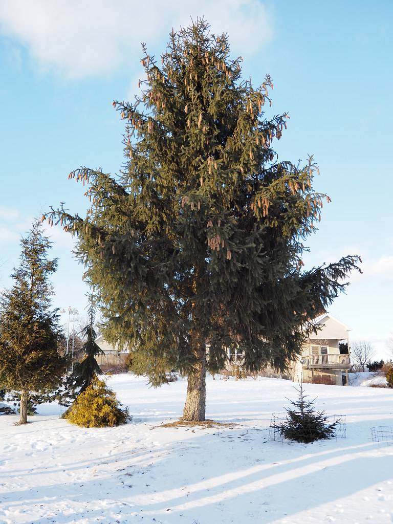  Dense, conical-shaped tree with gray-brown trunk, and dark-green leaves