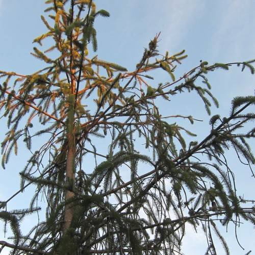 gray-brown, woody stem with short, dark-green, needle-like leaves