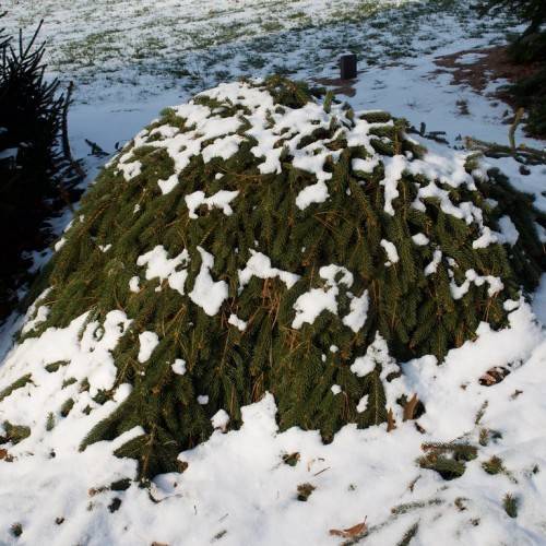 dark-green shrub with brown stems and short, dark-green, needle-like leaves