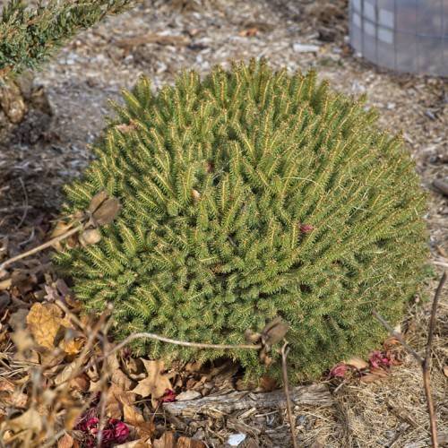 low-growing, compact, round, dark-green shrub