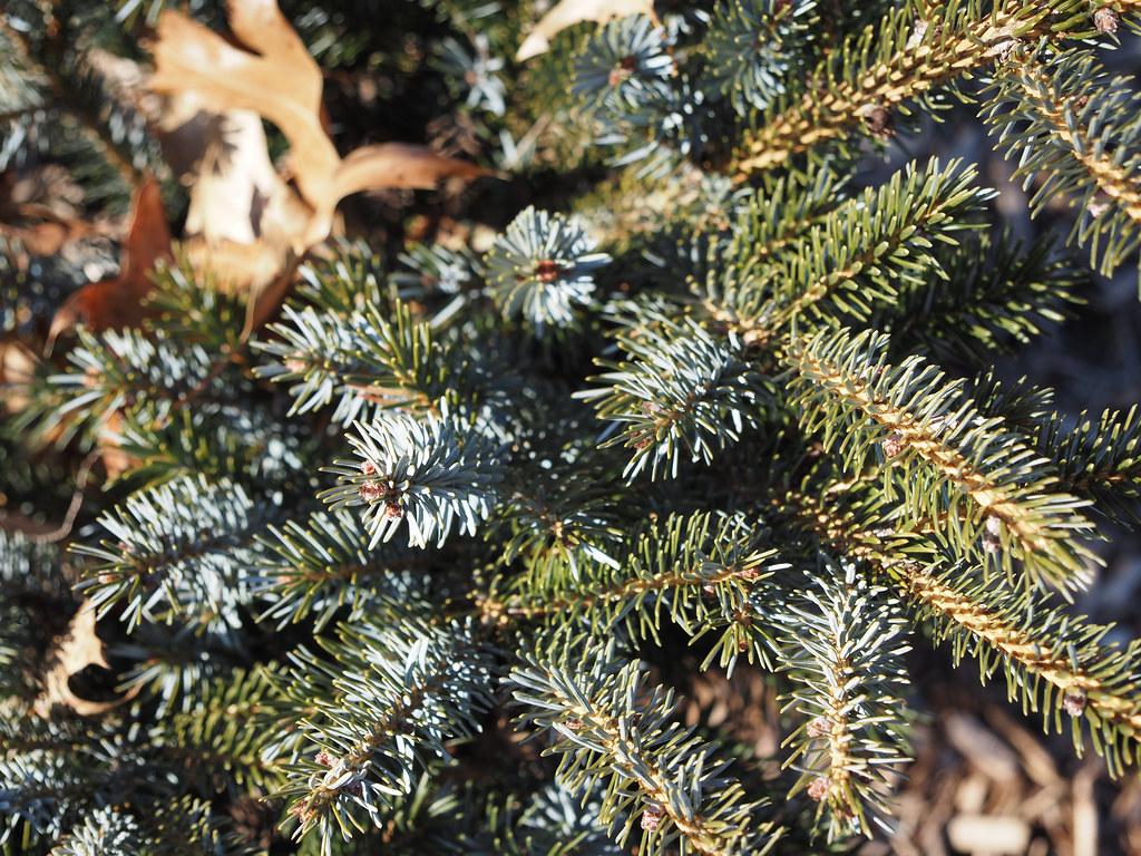  brown stems and short, blue-green, needle-like leaves