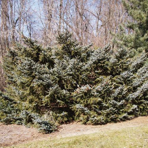 Short, compact form, tree with blue-green, needle-like leaves
