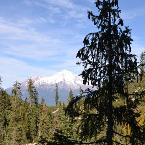 Pyramidal-shape tree with blue-green foliage