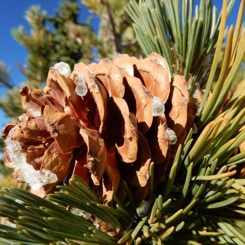 Cylindrical, shiny, light-brown cone with needle-like, green-yellow leaves