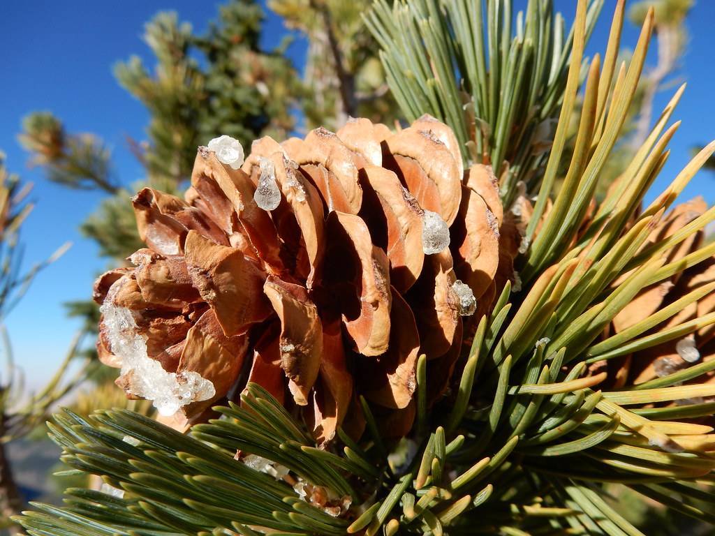 Cylindrical, shiny, light-brown cone with needle-like, green-yellow leaves