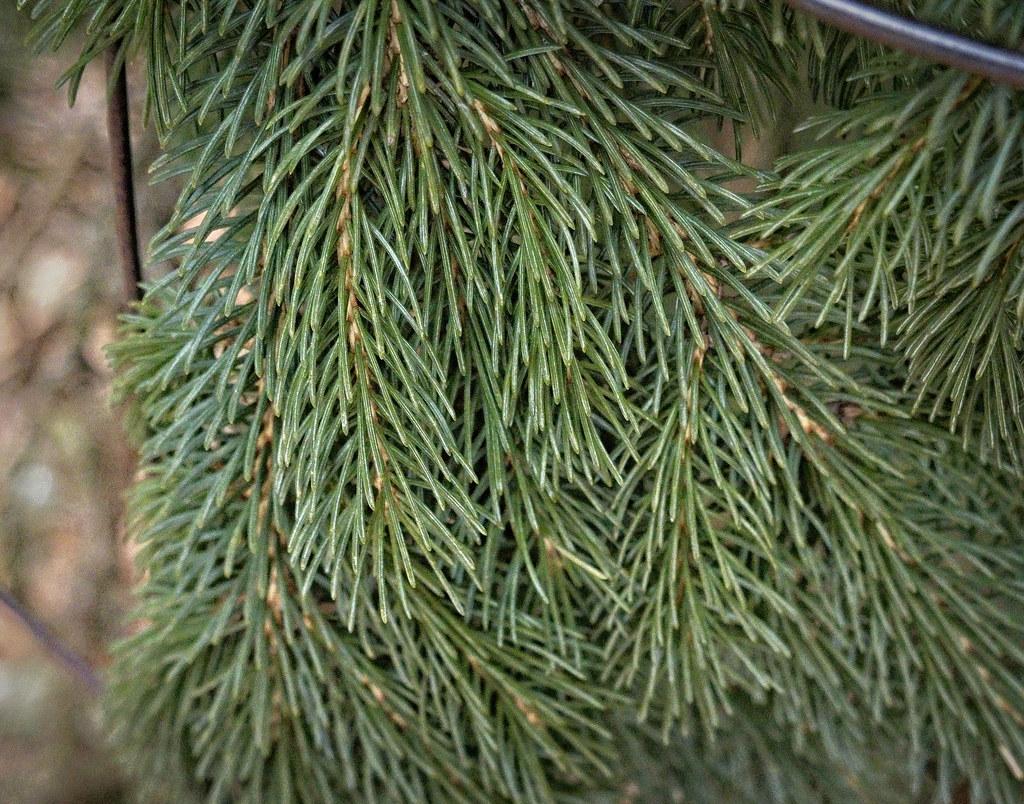 blue-green, needle-like leaves with brown, rough stems 