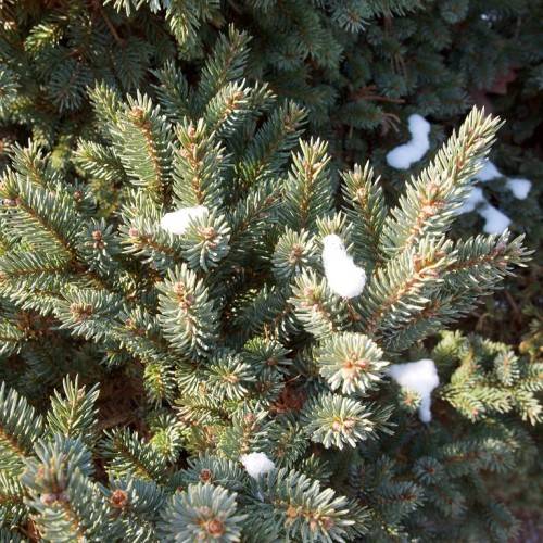 upright, brown stems with needle-like, short, green-gray leaves