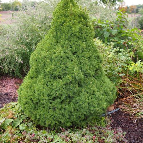 Dense, pyramidal shape, compact size tree with green foliage