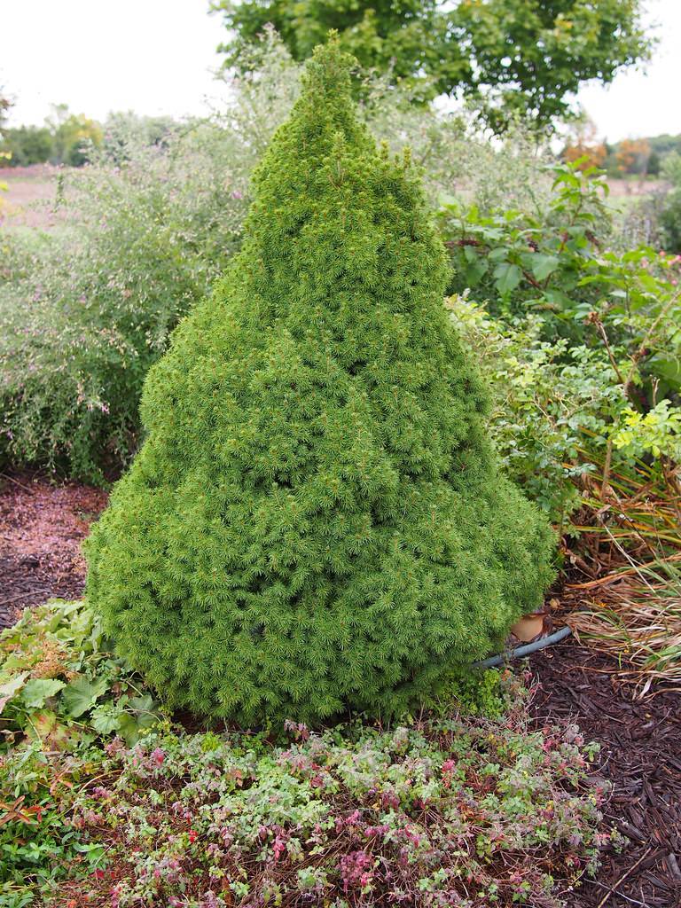 Dense, pyramidal shape, compact size tree with green foliage