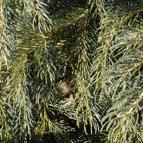 needle-like, short, blue-green leaves, light-brown, rough stems