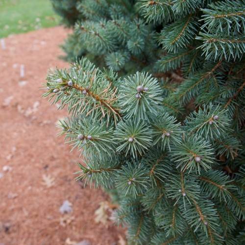 needle-like, short, blue-green leaves, brown, rough stems