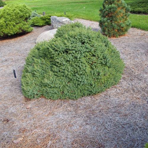 small, compact, globular-shape tree with yellow-green foliage