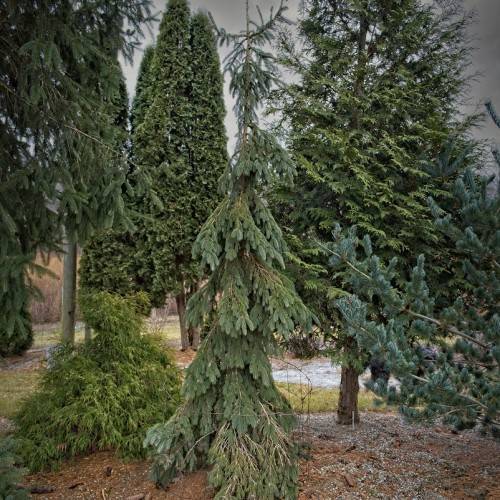 pendulous shape, small tree with dark-green foliage
