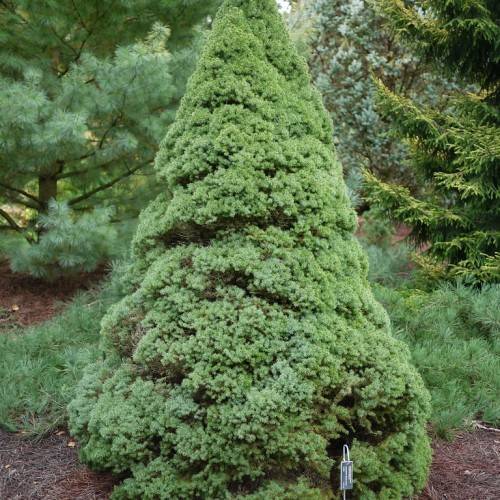 Pyramidal shape, short tree with blue-green, dense foliage