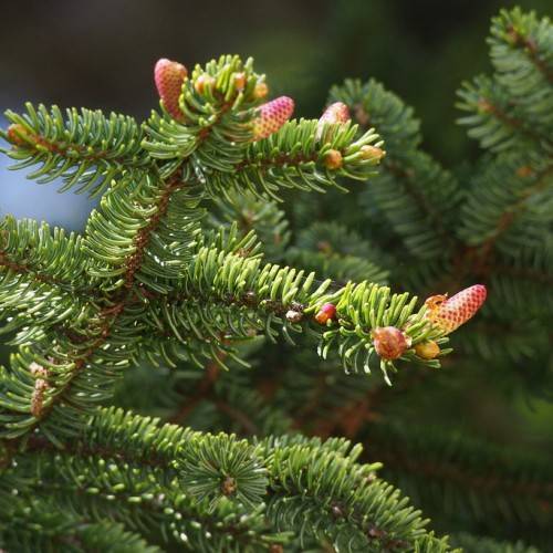 pink-yellow, small cones with needle-like, yellow-green leaves, and brown stems