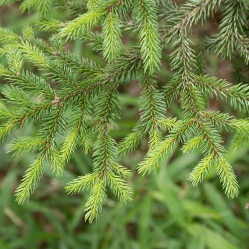 lime-green foliage with brown branches